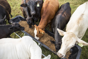 Cattle are fed grain from First Magnitude Brewing Company at the Beef Teaching Unit.