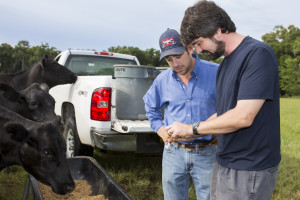 Cattle are fed grain from First Magnitude Brewing Company at the Beef Teaching Unit.