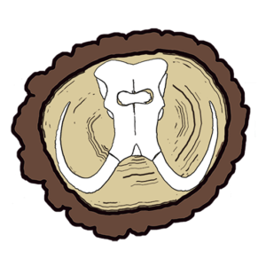 Mammoth Oak Brewing Logo